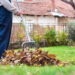 Man cleaning fallen autumn leaves in the backyard